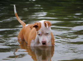 Tilda-Rebecca-Stepien-2-cropped-stacked (1) Dog
