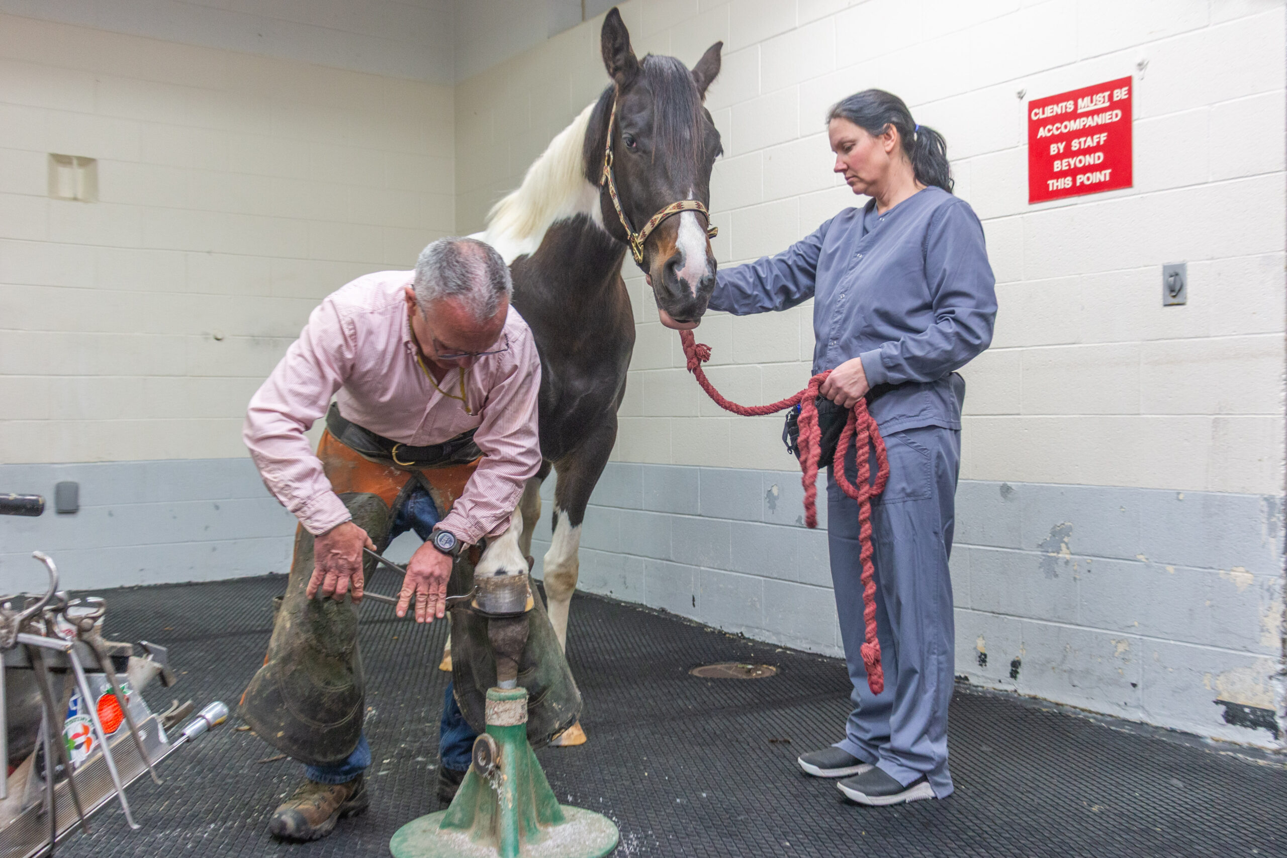 Farrier works on a horse’s hoof while a veterinary staff member holds the horse in a clinical room.